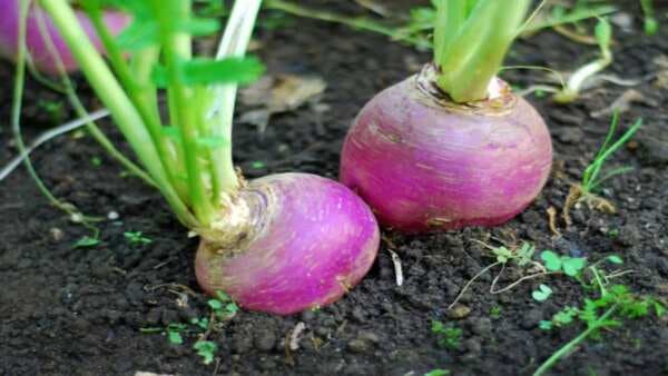 Know About The Health Benefits Of Winter Special Turnip