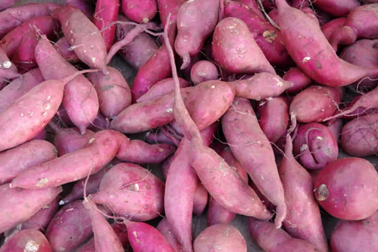 Everything You Need To Know About Japanese Sweet Potatoes