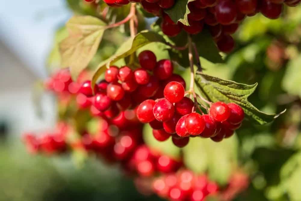 A Labour Of Love: Here's How Cranberries Are Grown & Nurtured