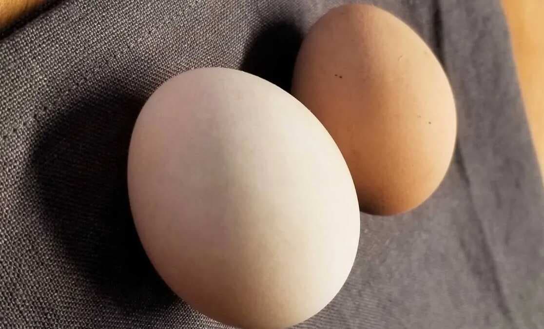 Duck Eggs Or Chicken Eggs? Here Is How You Can Pick The Best