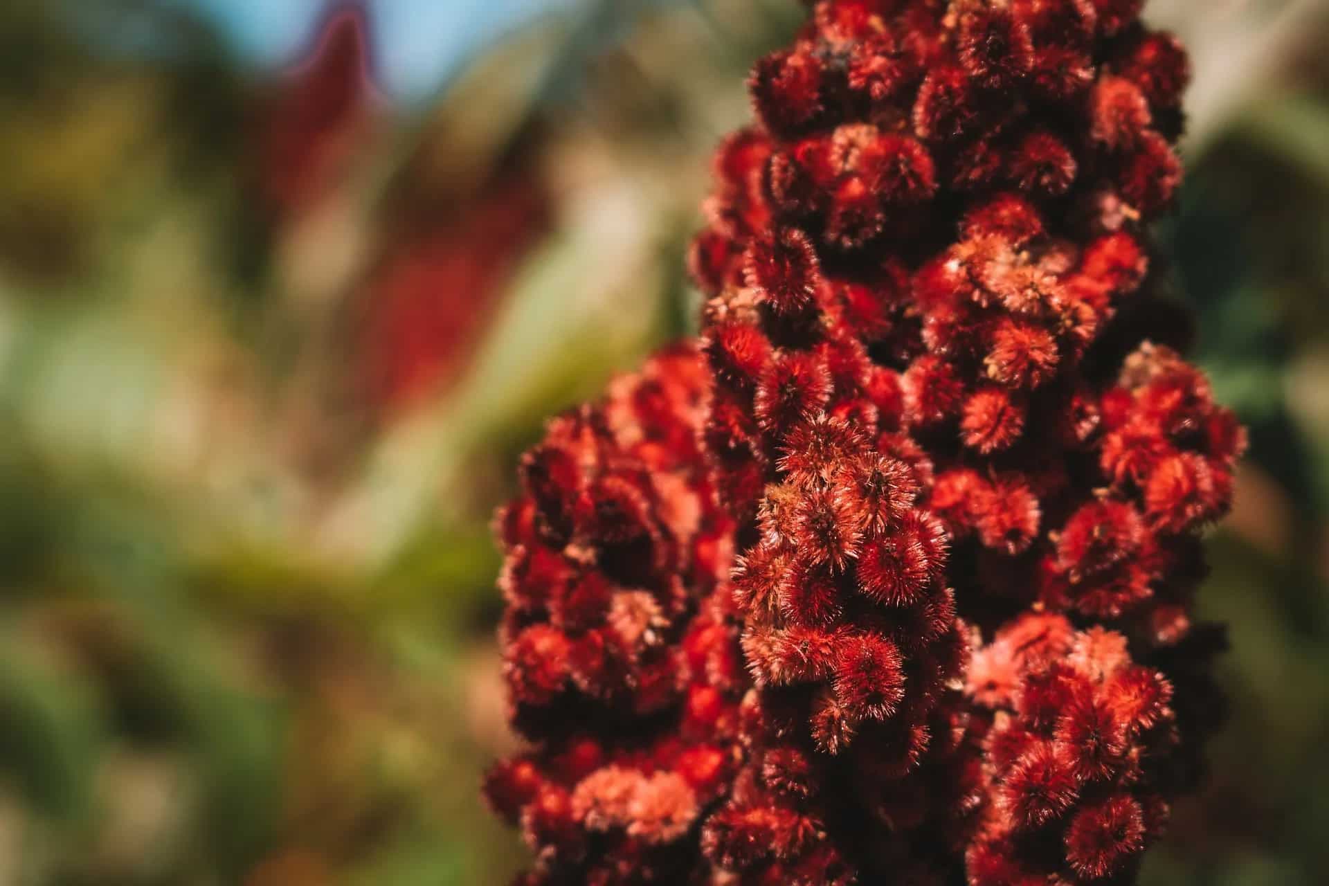 Sumac: The Underrated Middle Eastern Spice