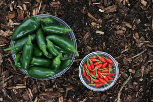 Do Chillies Kill Your Taste Buds?
