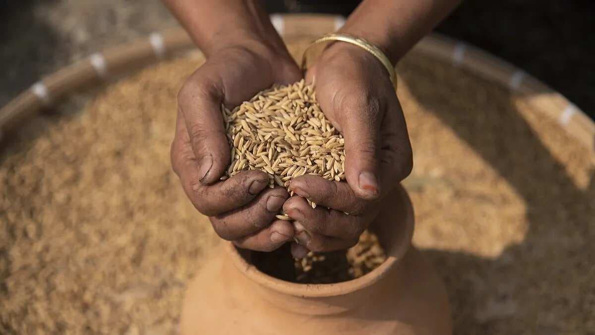 A Seed Library In Assam Makes Gains With Grain