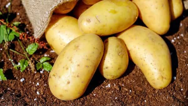 Potatoes The First Food To Grow In Space, Know Your Tuber Facts