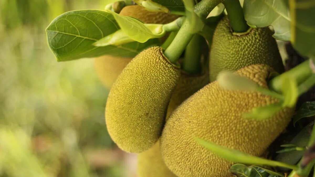 Jackfruit Leaves; Do You Know Its Benefits?