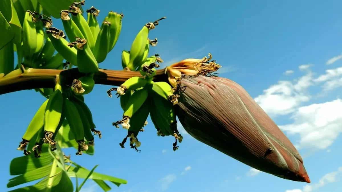 Plantain Health Benefits: 9 Reasons To Add It To Your Diet