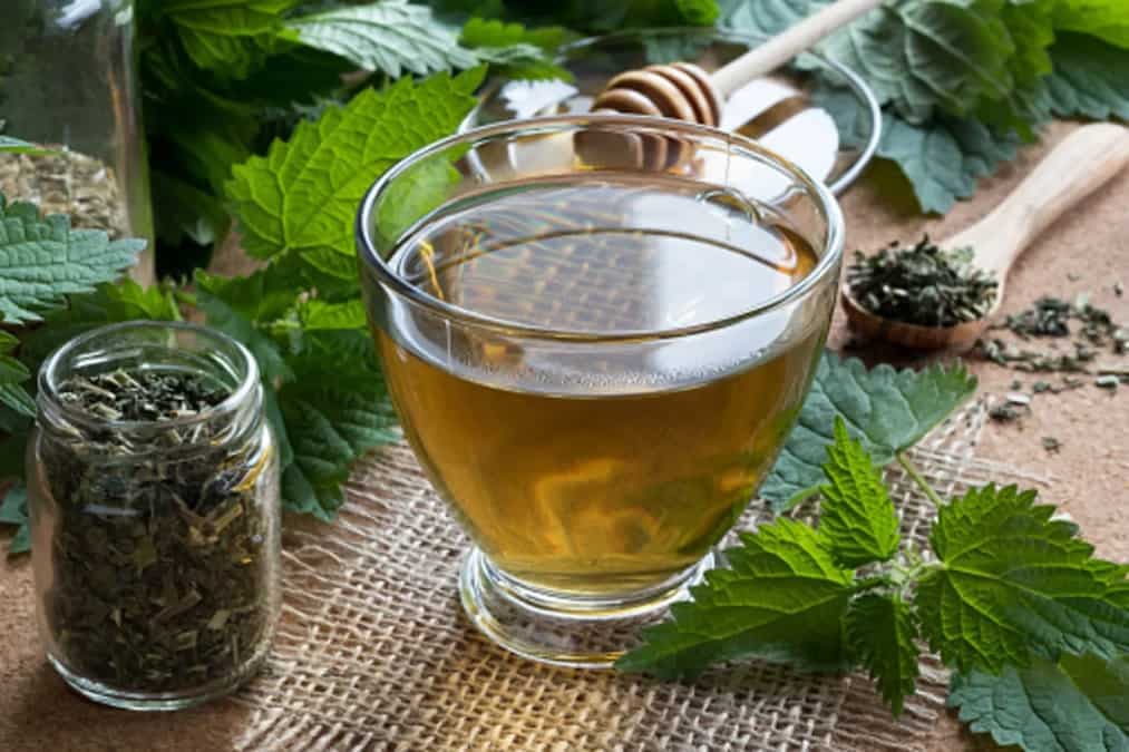 Nettle Tea: An Herbal Infusion Of Amazing Health Benefits