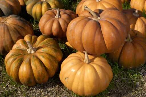 Everything You Need To Know About Fairytale Pumpkins