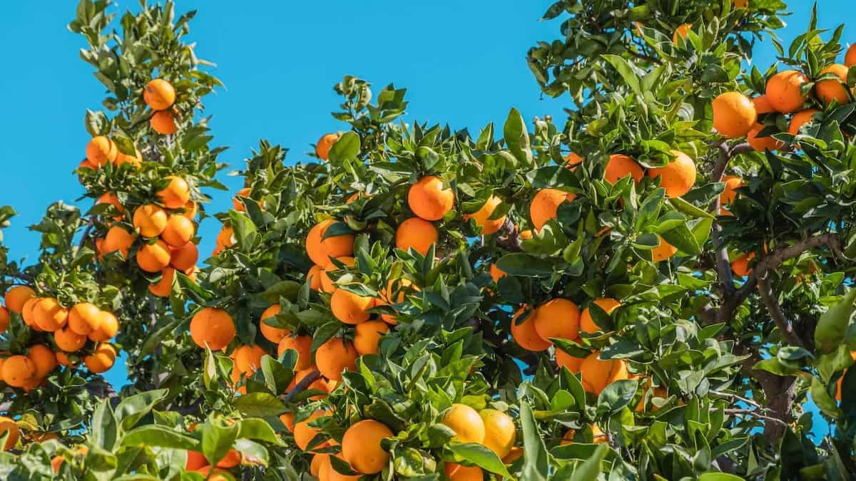 Battle Of The Oranges At The Carnival Of Ivrea