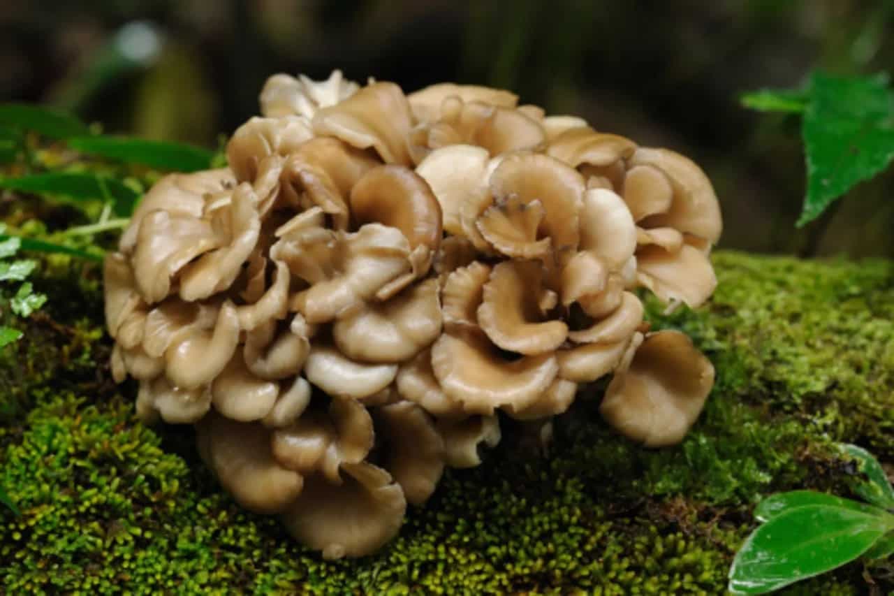 Love Mushrooms? What You Need To Know About Maitake Mushrooms