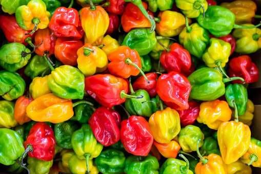 Pepper Up Your Palate: Tasty Capsicum Recipes For Any Occasion