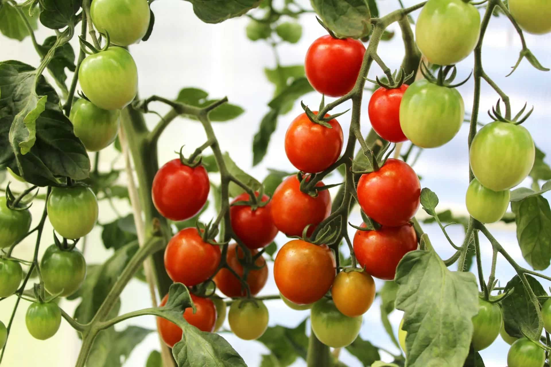 Can You Grow Cherry Tomatoes At Home? 6 Things You Should Know