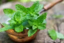 Kitchen Tips: How To Grow Pudina In Your Home Garden?