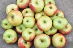 Indian Apple Varieties To Savour The Fruit 
